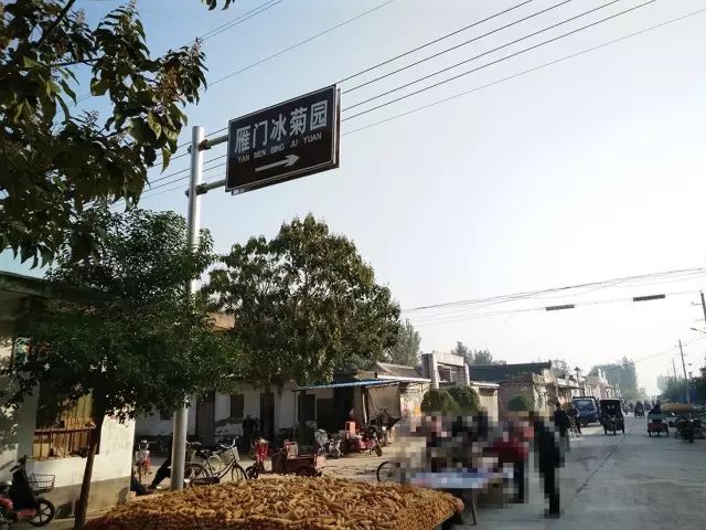 如何找到云臺冰菊？怎樣找到云臺冰菊？